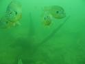 Scuba Table Rock 137